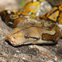 Reticulated Python