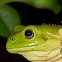 Green Treefrog