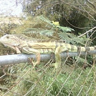 Iguana