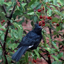 Phainopepla