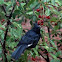 Phainopepla