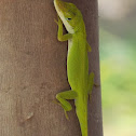 Carolina Anole