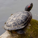 Red-eared slider
