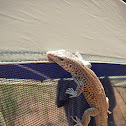 Western Whiptail