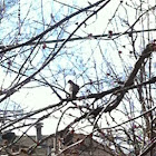Dove