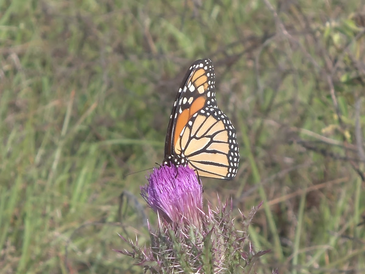 Monarch Butterfly