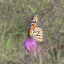 Monarch Butterfly