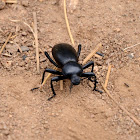 Darkling Beetle