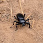 Darkling Beetle