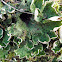 macro lichen