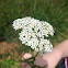 Yarrow