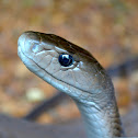 Black Mamba