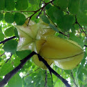 Star Fruit