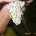 Mediterranean gecko