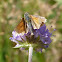 Skipper