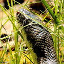 Western rat snake