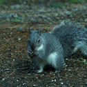 Western Gray Squirrel