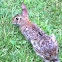 Cotton tail rabbit