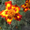 Marigold