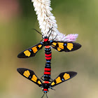 Wasp Moth