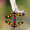 Wasp Moth