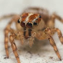 Jumping spider