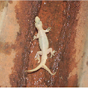 Two Tailed Lizard