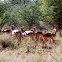 Impala