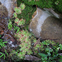 Spoon-leaved sundew