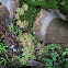 Spoon-leaved sundew
