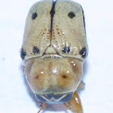 Beetle