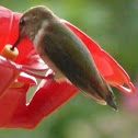 Black-chinned Hummingbird(fm)