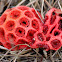Fungus