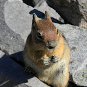 Golden-Mantled Ground Squirrel