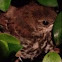 Brown Thrasher (fledgling)