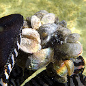Zebra mussel