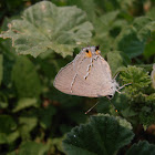 Acadian Hairstreak