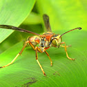 Northern paper wasp