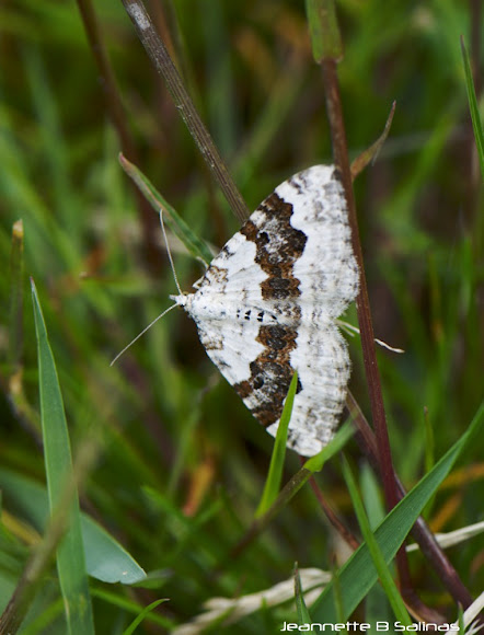 Spotting Image 1