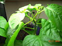 6.5 weeks, branching closeup