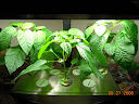 6.5 weeks before pruning