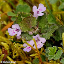 Henbit