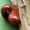 Unidentified Millipedes