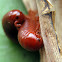 Unidentified Millipedes