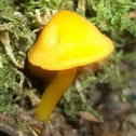 Yellow Waxcap