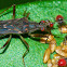 Shield Bug