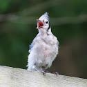 Blue Jay