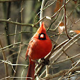 Birds of Ohio