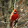 Birds of Ohio