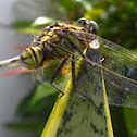 Green Marsh Hawk